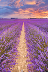 Wonderful nature landscape, amazing sunset scenery blooming lavender flowers. Moody colorful sky, pastel colors on bright landscape view. Floral panoramic meadow nature in lines with trees and horizon