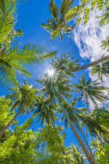 Green palm trees against blue sky and white clouds. Tropical jungle forest with bright blue sky,...