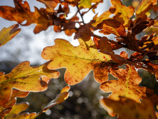 Autumn leaves on a treee backlit by sun
