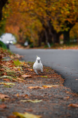 A cockatoo walking on the side road.