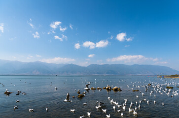 Siberian red-billed gulls playing in the Erhai Lake in Cangshan Mountain, Dali, Yunnan