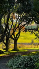 autumn in the Waikato 