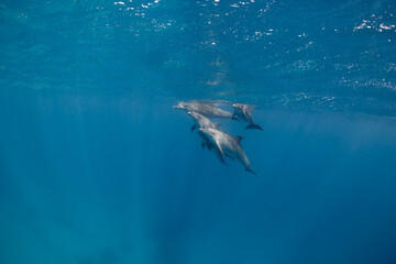Common bottlenose dolphin tursiops truncatus underwater