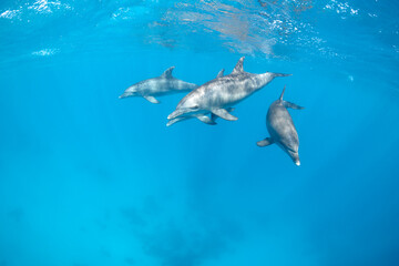 Fototapeta premium Common bottlenose dolphin tursiops truncatus underwater