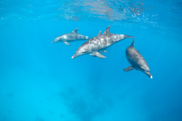 Common bottlenose dolphin tursiops truncatus underwater