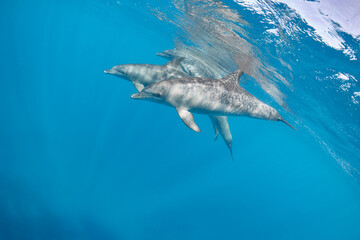 Common bottlenose dolphin tursiops truncatus underwater