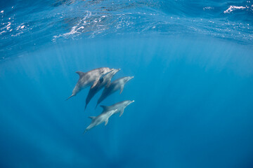 Naklejka premium Common bottlenose dolphin tursiops truncatus underwater