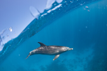 Common bottlenose dolphin tursiops truncatus underwater