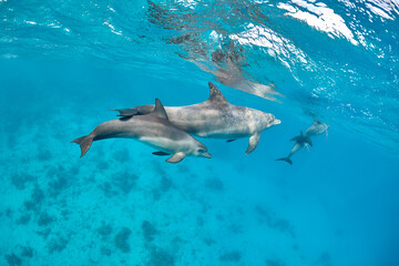 Naklejka premium Common bottlenose dolphin tursiops truncatus underwater