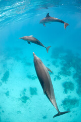 Common bottlenose dolphin tursiops truncatus underwater