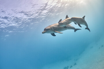 Fototapeta premium Common bottlenose dolphin tursiops truncatus underwater