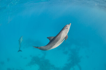 Fototapeta premium Common bottlenose dolphin tursiops truncatus underwater