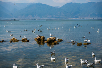Siberian red-billed gulls playing in the Erhai Lake in Cangshan Mountain, Dali, Yunnan