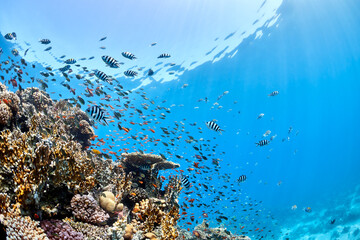 Underwater seascape coral and fishes