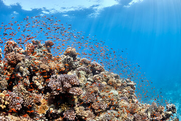 Underwater seascape coral and fishes