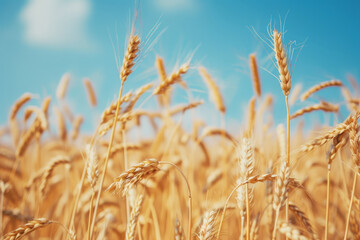 Fototapeta premium Golden Wheat Field Under Sunny Blue Sky