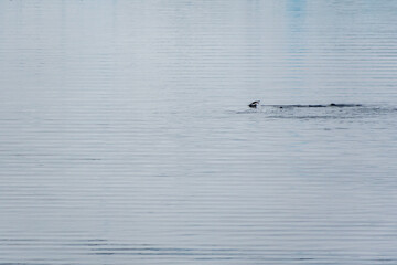 Fototapeta premium Telephoto of a group of Gentoo Penguins -Pygoscelis papua- jumping and swimming among the Antarctic sea ice. Antarctic Peninsula.