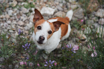 A Jack Russell Terrier rests among wildflowers on a rugged hillside. The vibrant blue flowers enhance the scenic beauty, portraying the dog as both a part of nature