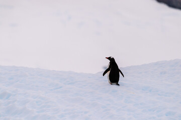 Close-up of a Gentoo Penguin -Pygoscelis papua- standing on an iceberg near Cuverville Island, on...