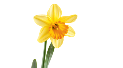 a cheerful daffodil isolated on transparent background 