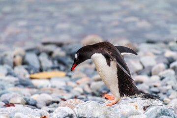 Fototapeta premium Telephoto shot of aGentoo Penguin -Pygoscelis papua- walking along the rocky shore of Cuverville island, on the Antarctic peninsula