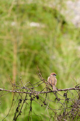 sparrow on a branch