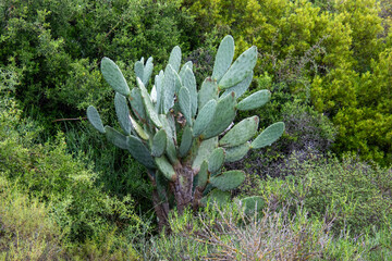A prickly pear tree in the South African countryside