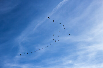 flock of birds