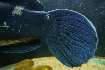 Closeup of big leather like fish skin. Big fish swimming with tail in closeup.