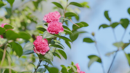 Pink Camellia Japonica In Spring Festival Flowers. Pink Camellia Flower With Green Leafs.