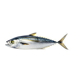 fish isolated on white