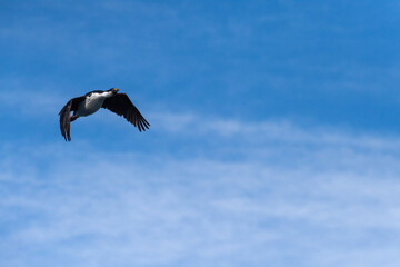 Close-up of a flying Antarctic Shag -Leucocarbo bransfieldensis- near Mikkelsen Harbour, Trinity Island, on the Antarctic Peninsula