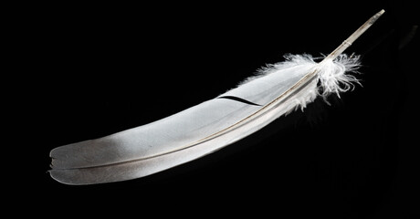 white feather on a black background, Stunning contrast between light and dark. Symbol of purity,...