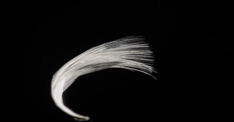 white feather on a black background, sharp contrast of colors. Symbolizes purity and innocence in the fight against darkness. Can symbolize hope, peace or an angelic presence.