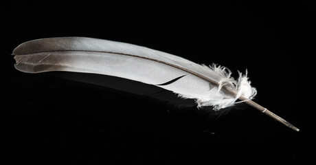 white feather on a black background, sharp contrast of colors. Symbolizes purity and innocence in...