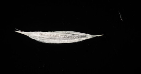 white feather on a black background, sharp contrast of colors. Symbolizes purity and innocence in...