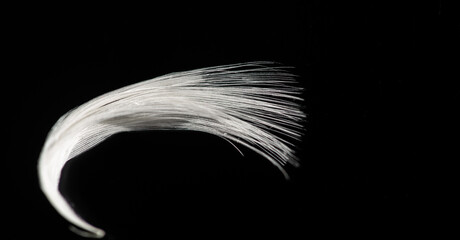 A white feather on a black background. The contrast of light and dark creates a striking visual...
