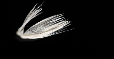 white feather on a black background, Stunning contrast between light and dark. Symbol of purity, peace and innocence. Unique design for a minimalist aesthetic.