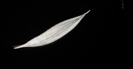 A white feather on a black background. The contrast of light and dark creates a striking visual effect. Symbolizes purity, peace and protection. Stands out against a black background