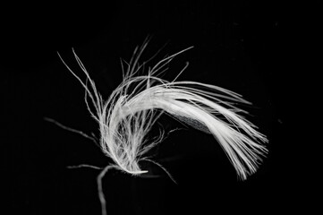 Contrast between light and dark colors. Soft texture of white feather on black background. Captures moments of natural beauty.