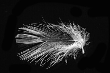 The contrast of the white feather against the black background creates a striking visual effect....