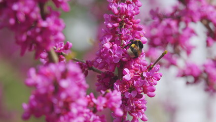 Blossoming Cercis Siliquastrum With Bumblebee. It Is Native To Southern Europe And Western Asia. Close up.