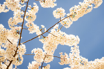 Sunny Spring Day. Spring background of branches of a blossoming tree on blue sky. Cherry blossoms trees in spring. White plum blossom, beautiful white flowers, plum branch. Bloom on branch.