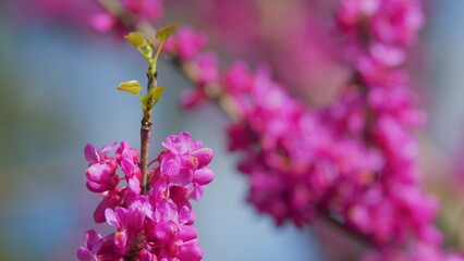 Cercis Siliquastrum Blossoms In Springtime. Fabaceae Family. Judas Tree Branch. Close up.