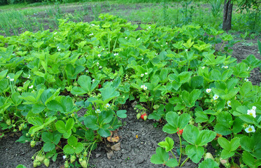 bed with strawberries in the garden