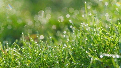 Green Grass Texture. Spring Renewal Of Nature Idea. Water Drops On Fresh Grass After Rain. Pan.