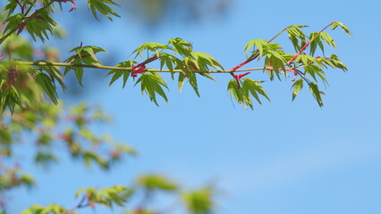 Young Red Leaves Of Japanese Maple Or Acer Palmatum In Spring. Commonly Known As Palmate Maple....