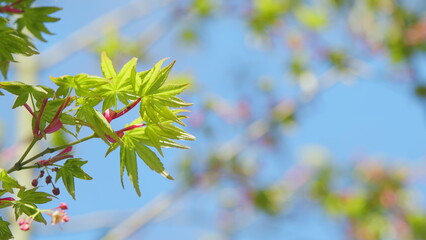 Sunshine In The Garden. Green Leaves Of Japanese Maple Trees That Are Blooming At The Beginning Of Spring. Close up.