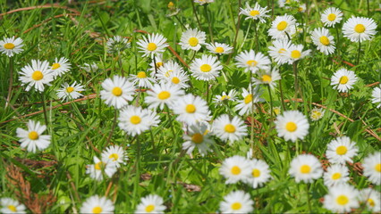 Tender Daisies Spring Background. Field Of Green Grass And Blooming Daisies. Close up.