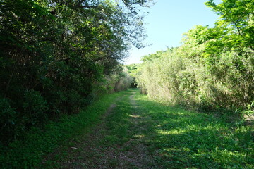 Obraz premium 島の遊歩道